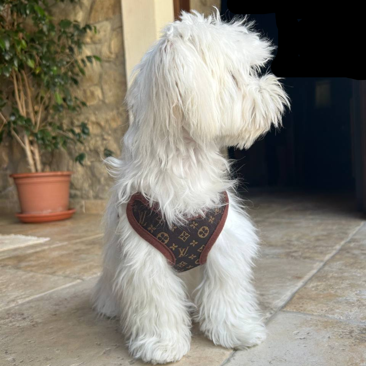 Hundeführgeschirr und Leinen-Set – PawLuxe