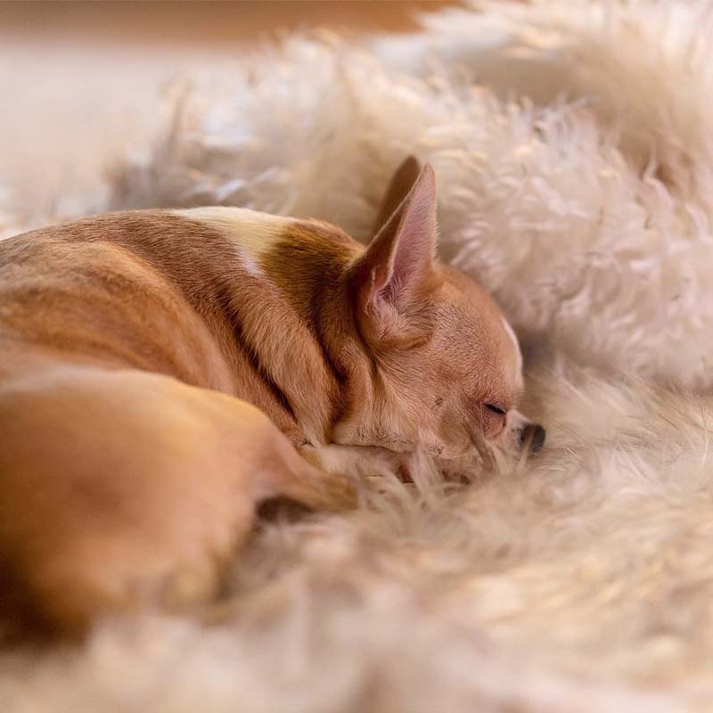 Luxuriöse wasserdichte Haustierdecke – CozyPaw™