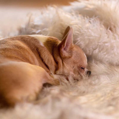 Luxuriöse wasserdichte Haustierdecke – CozyPaw™