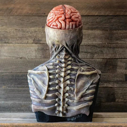Anatomisches Modell Wirbelsäule und Gehirn, realistisch, medizinisches Lehrmittel, Holzoptik