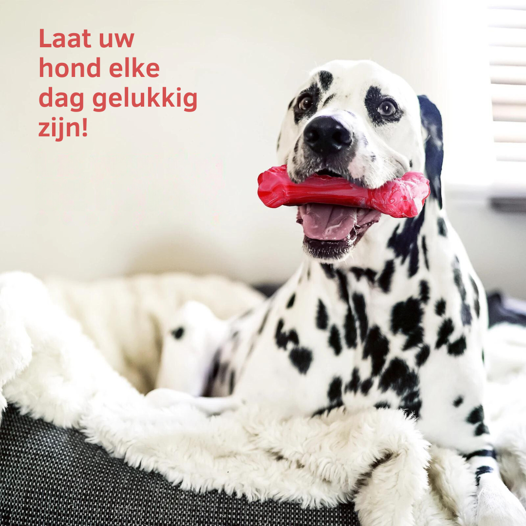 Der Verspielte Zahnpfleger für Hunde – BuddyChew