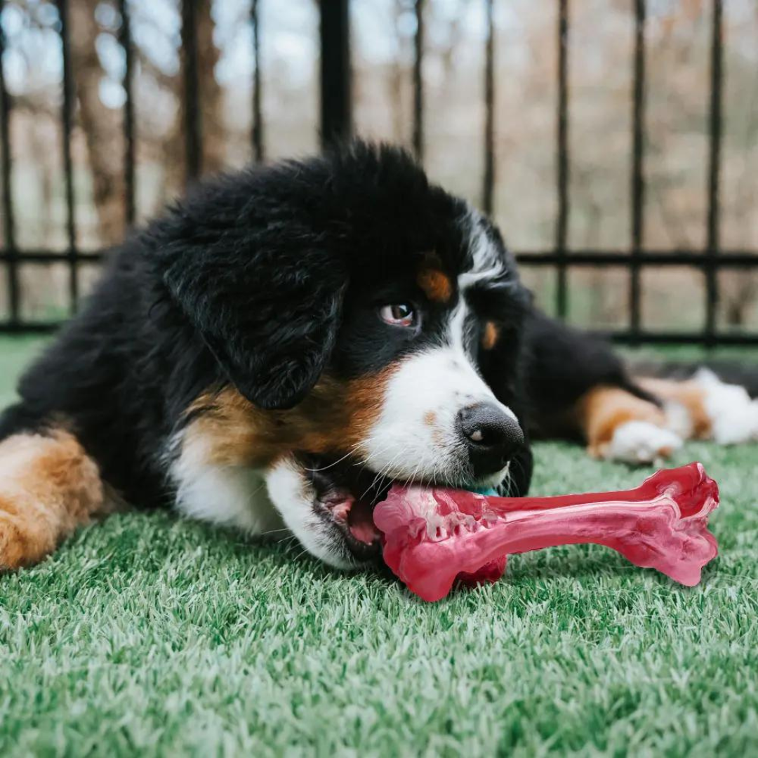 Der Verspielte Zahnpfleger für Hunde – BuddyChew
