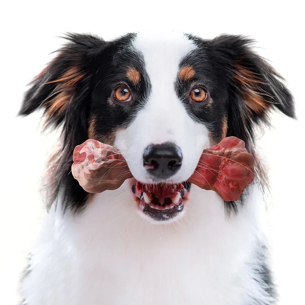 Der Verspielte Zahnpfleger für Hunde – BuddyChew
