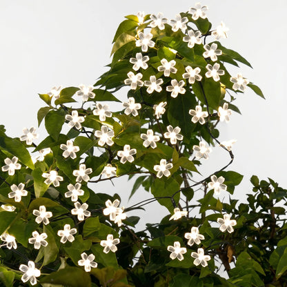 Solarlichterkette Draußen - Blossomray