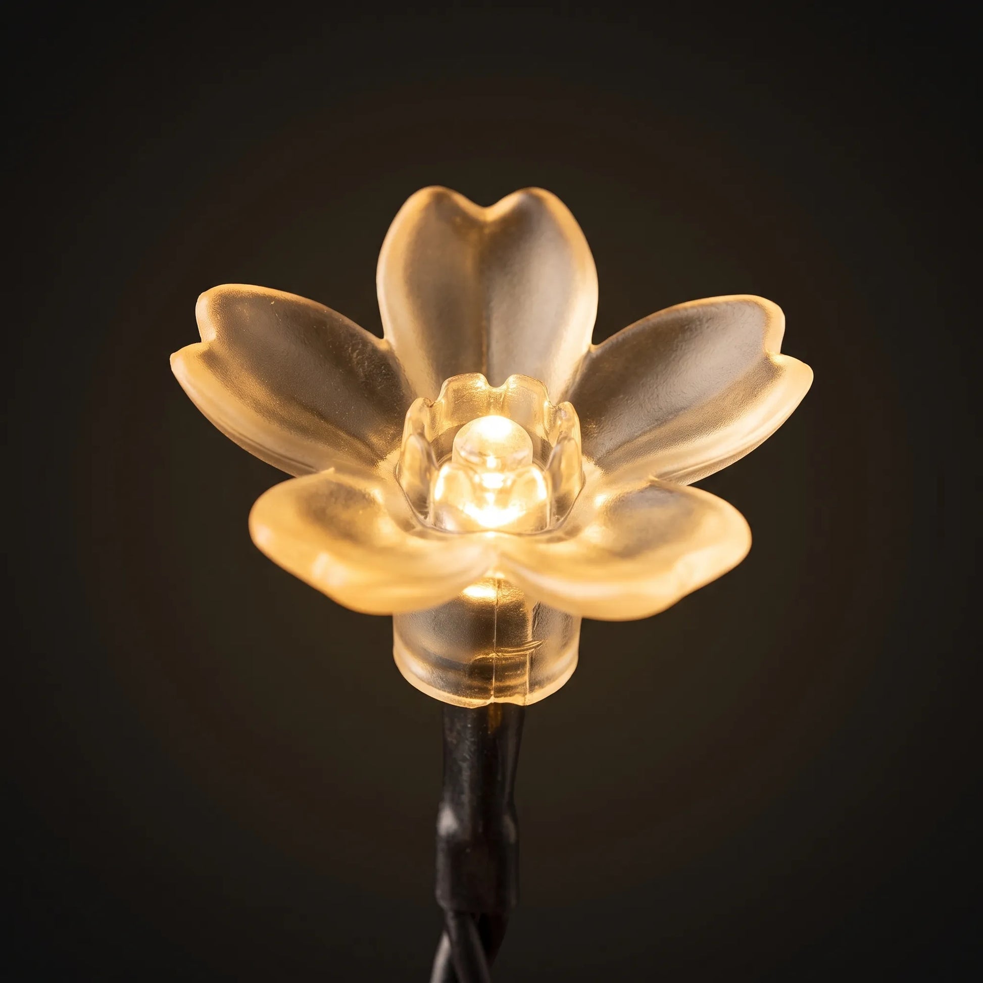 Solarlichterkette Draußen - Blossomray