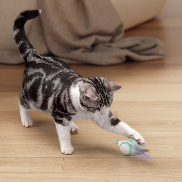 Das Ultimative Kauspielzeug für Katzen – WhiskerPlay